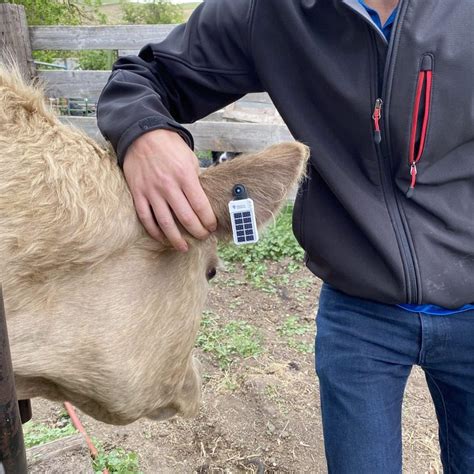 livestock tracking tags